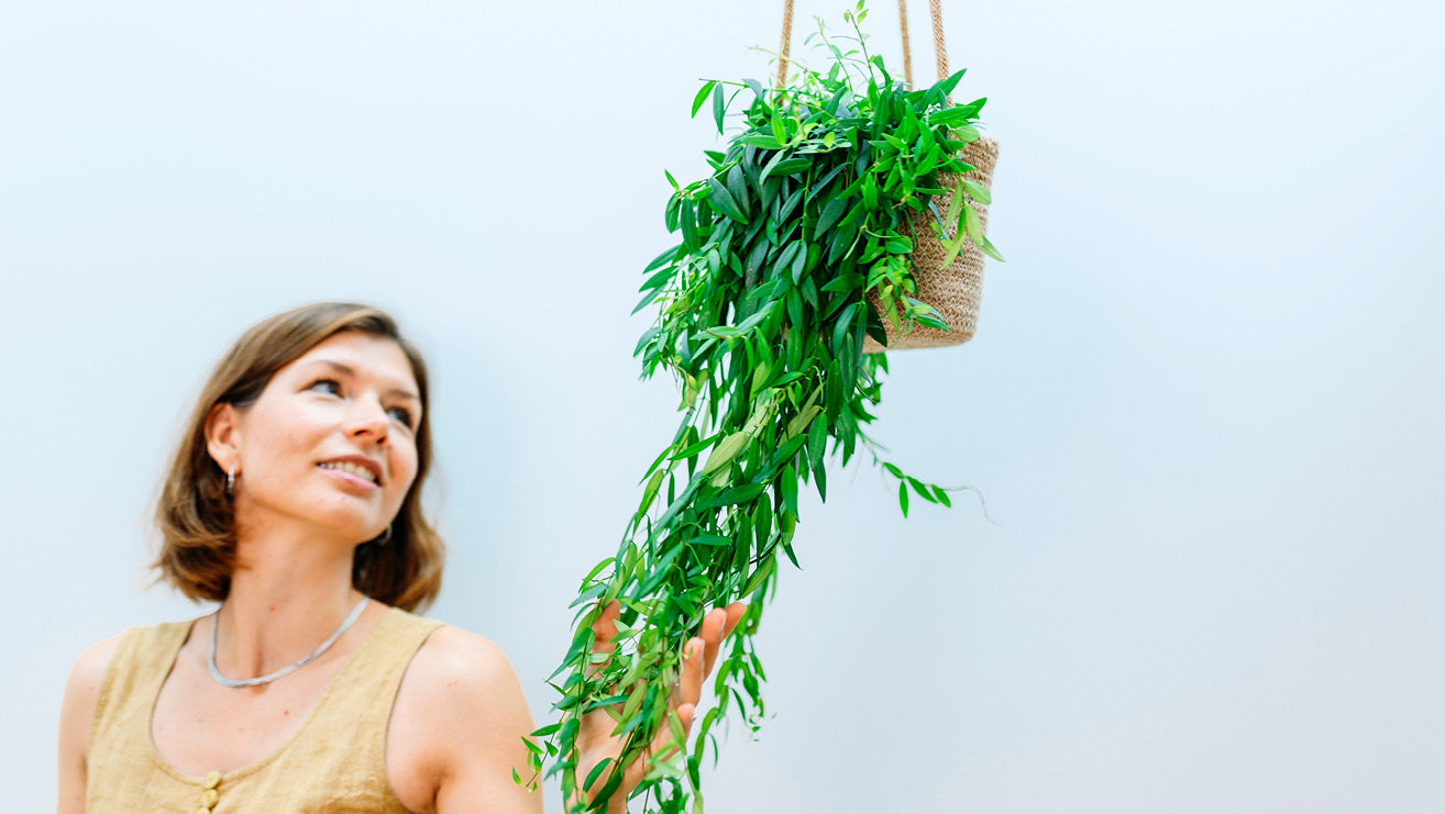 Schamblume als Zimmerpflanze zuhause