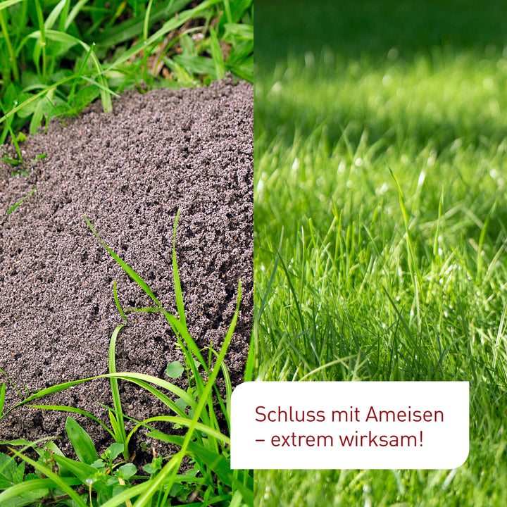 Vorher-Nachher-Vergleich SF-Nematoden gegen Ameisen im Rasen
