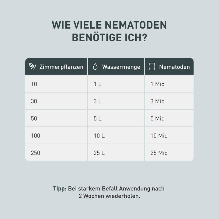 Menge SF-Nematoden pro Zimmerpflanze