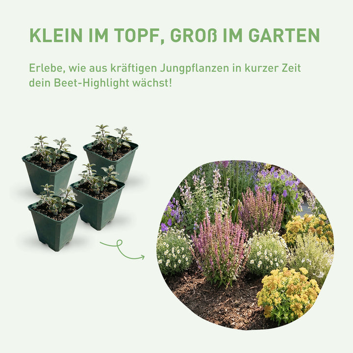 Vorher-Nachher Wirkung Stauden-Set Schneckenresistent