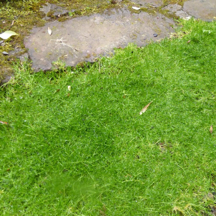 Sternmoos Weiß