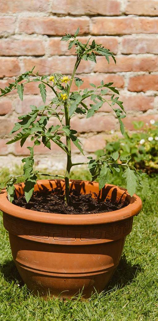 Blühende Tomatenpflanze in einem großen Übertopf