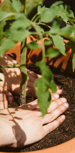 Tomatenpflanze in Topf auf Balkon gepflanzt