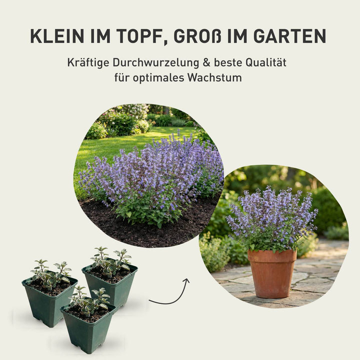 Stauden-Wachstum bis zur vollen Blütenpracht