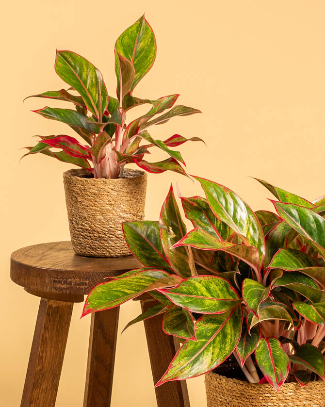 Aglaonema 'Jungle Red' als Zimmerpflanze