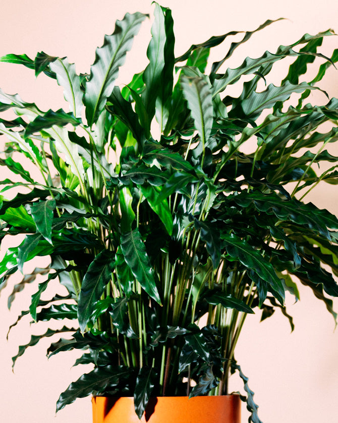 Calathea rufibarba