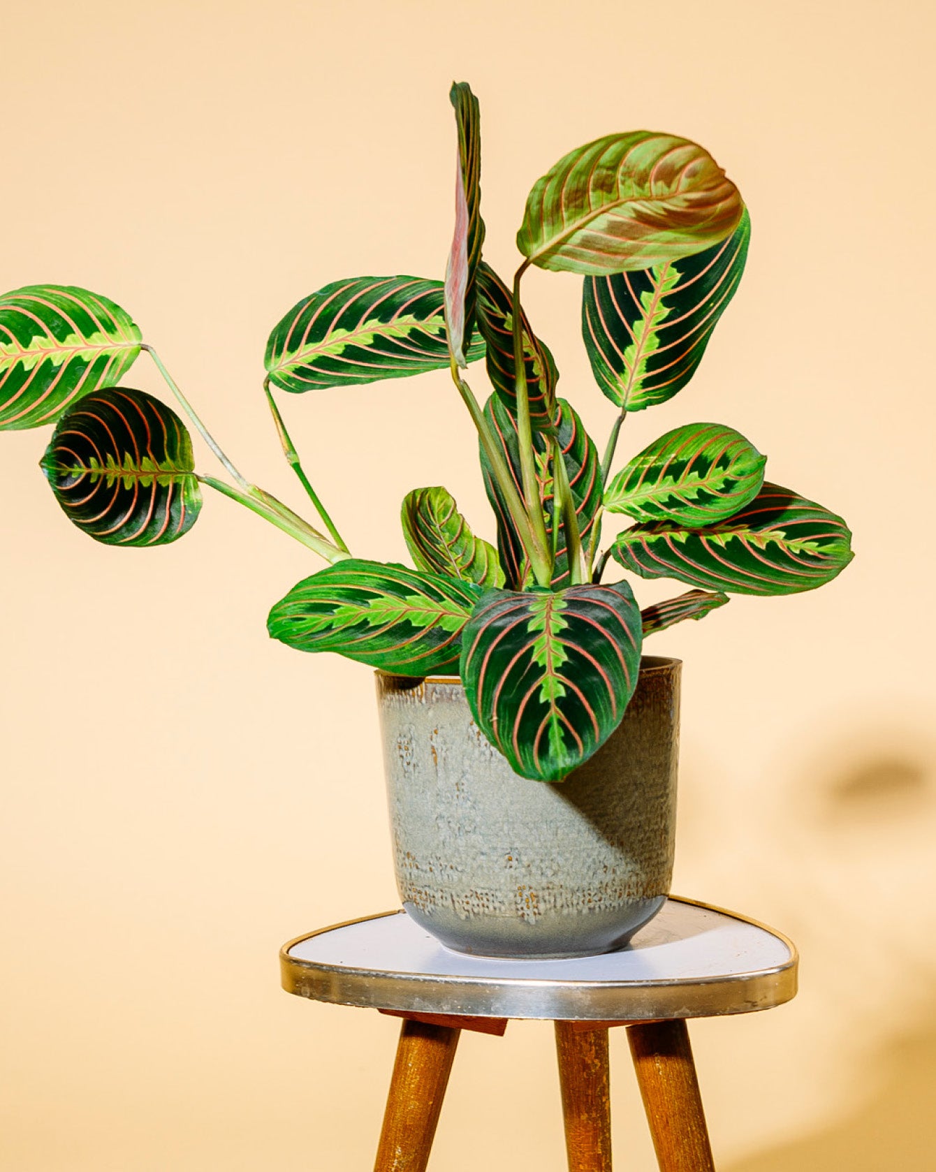 Maranta leuconeura als Zimmerpflanze