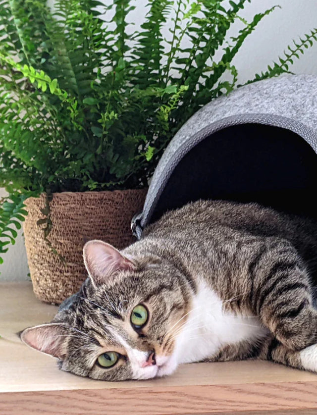 Katzenfreundliche Zimmerpflanzen im Set zuhause