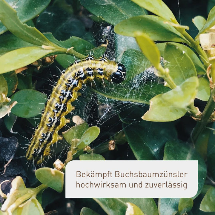Bekämpfung Buchsbaumzünsler mit Xentari®