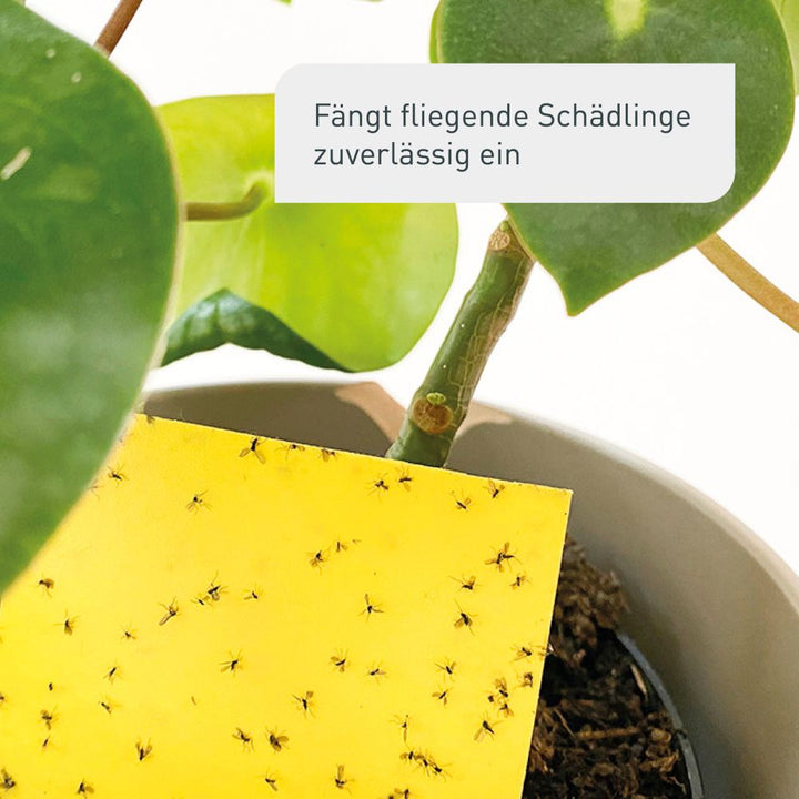 Plantura Gelbtafeln gegen fliegende Schädlinge