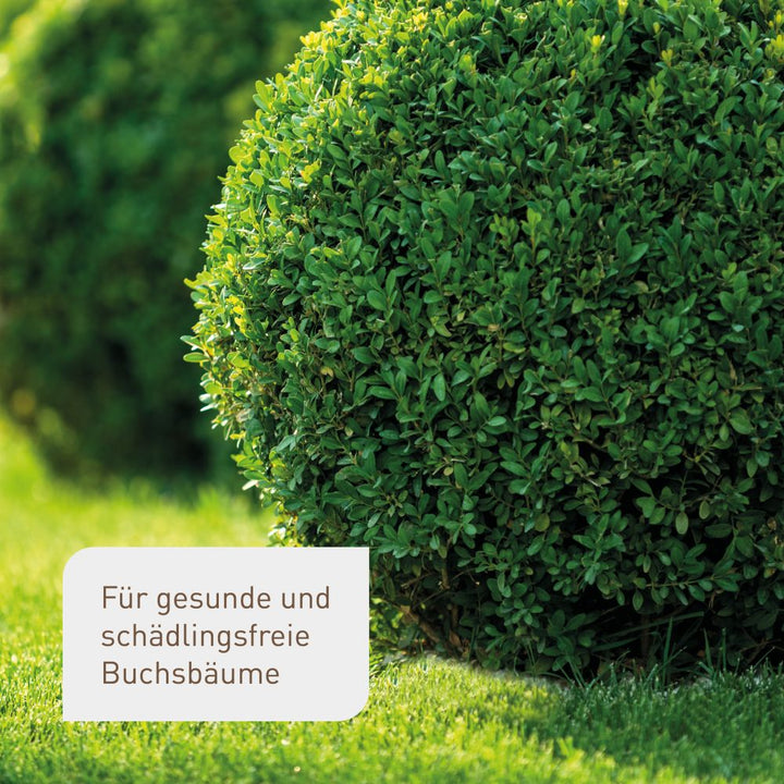 Wirksamkeit Xentari® gegen Buchsbaumzünsler