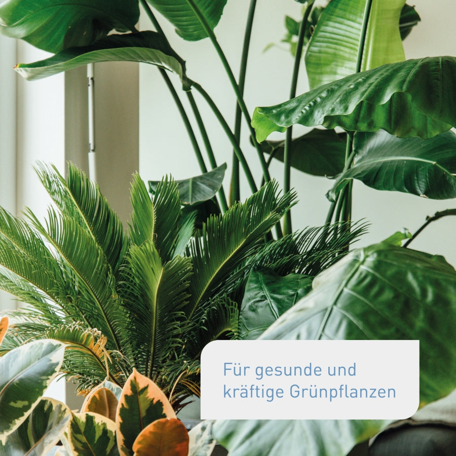 Bio-Dünger für Zimmerpflanzen